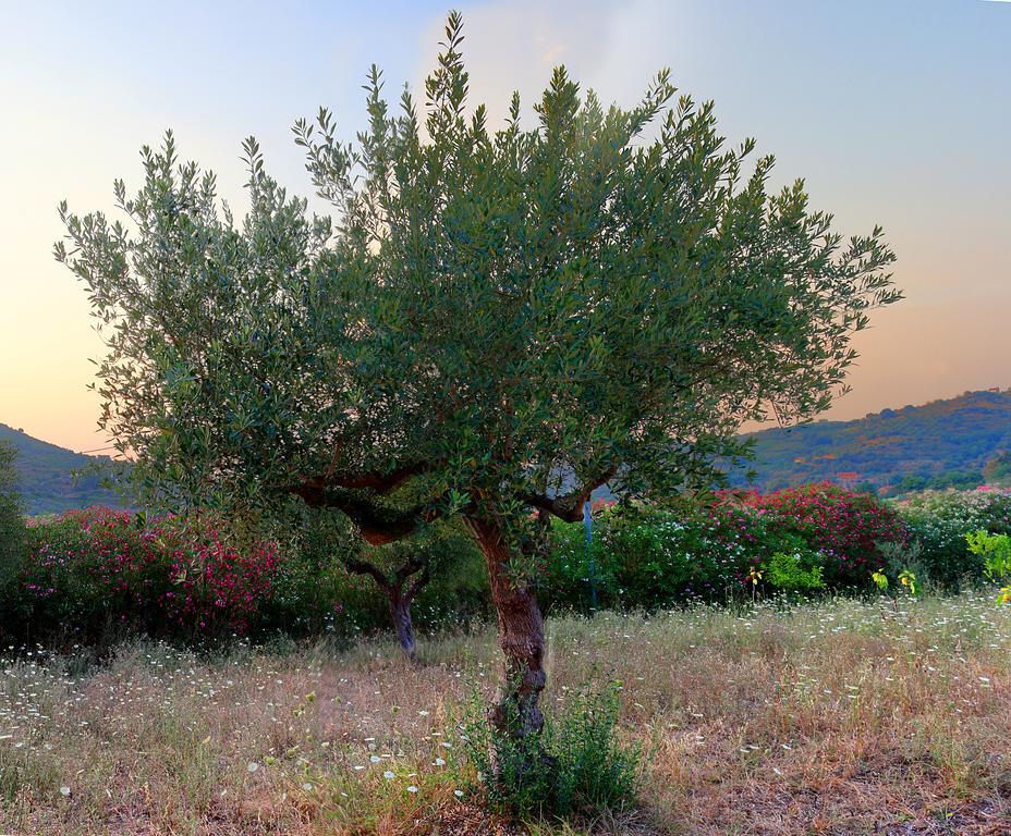 أغروبولي B&B Cilentum المظهر الخارجي الصورة